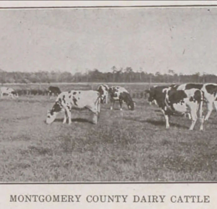 Image shows part of an image showing cows grazing in a field. The image is captioned "Montgomery County Diary Cattle."