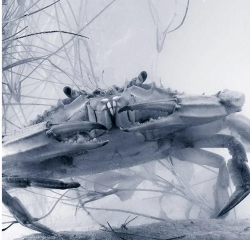 A black and white photograph of a Blue Crab under water, with sand at the bottom of the image and some sea plants surrounding the crab.