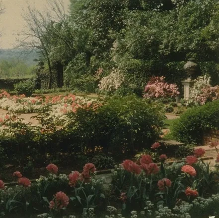Image shows a garden with lush green, pink and white flowering bushes against a backdrop of large trees and the sky in the distance.