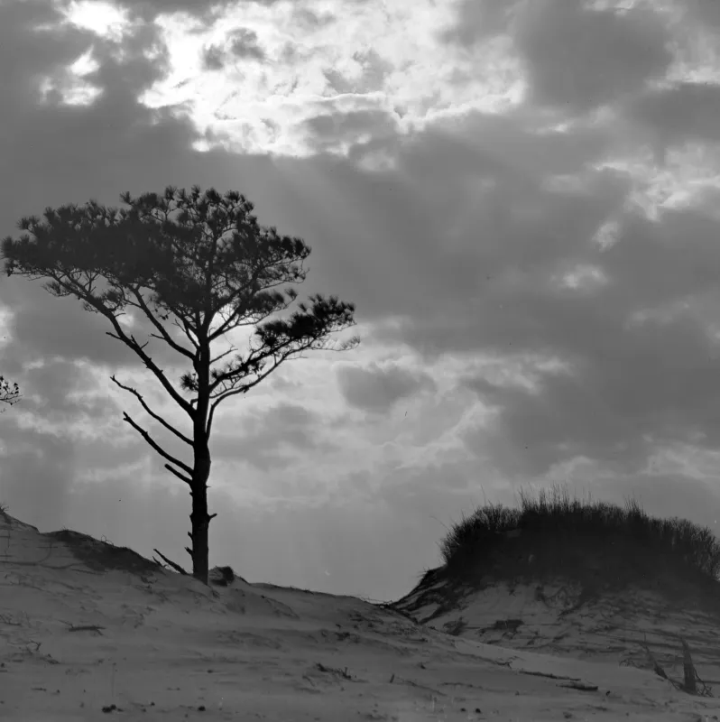 A view of sand dunes with a large pine tree to the left and sunlight peeking through clouds.